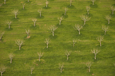 Full frame shot of green landscape