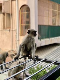 Monkeys sitting on building