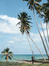 Palm trees on beach against sky