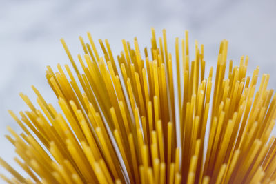 Close-up of fresh yellow against white background