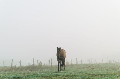 Horse standing in a field