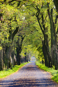 Road amidst trees and plants