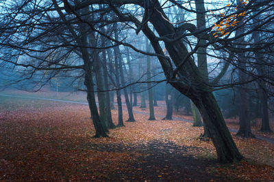 Trees in forest during autumn