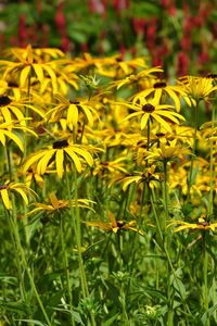 Close-up of yellow flowering plants on field