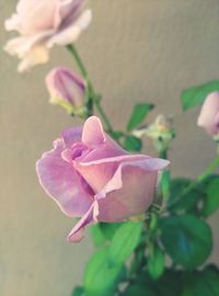 Close-up of pink flower