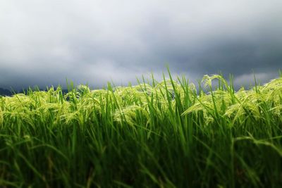 View of field against cloudy sky