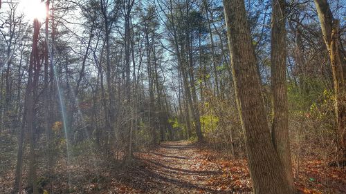 Trees in forest