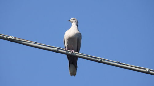 Low angle view of seagull perching on cable against clear sky