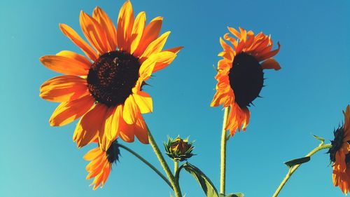 Low angle view of sunflower against clear blue sky