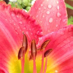 Close-up of water drops on pink flower