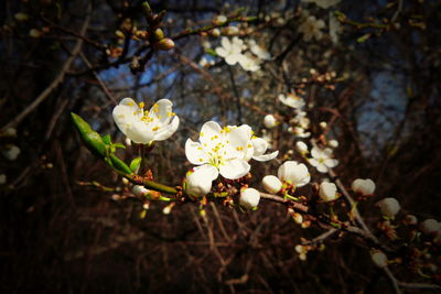 Close-up of white cherry blossoms in spring