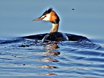 Close-up of duck swimming in lake