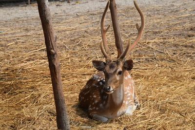 Deer in a field