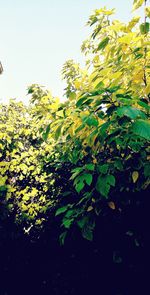 Close-up of tree against clear sky