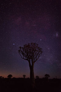 Low angle view of silhouette tree against sky at night