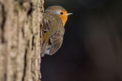 Close-up of a bird perching on tree