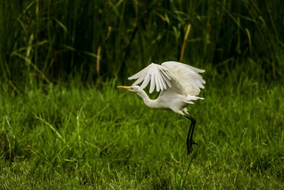 White bird flying over a field