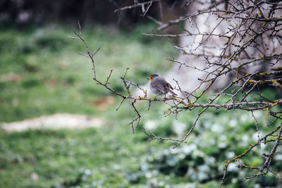 Side view of bird perching on branch