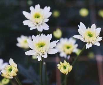 Close-up of white flowering plant