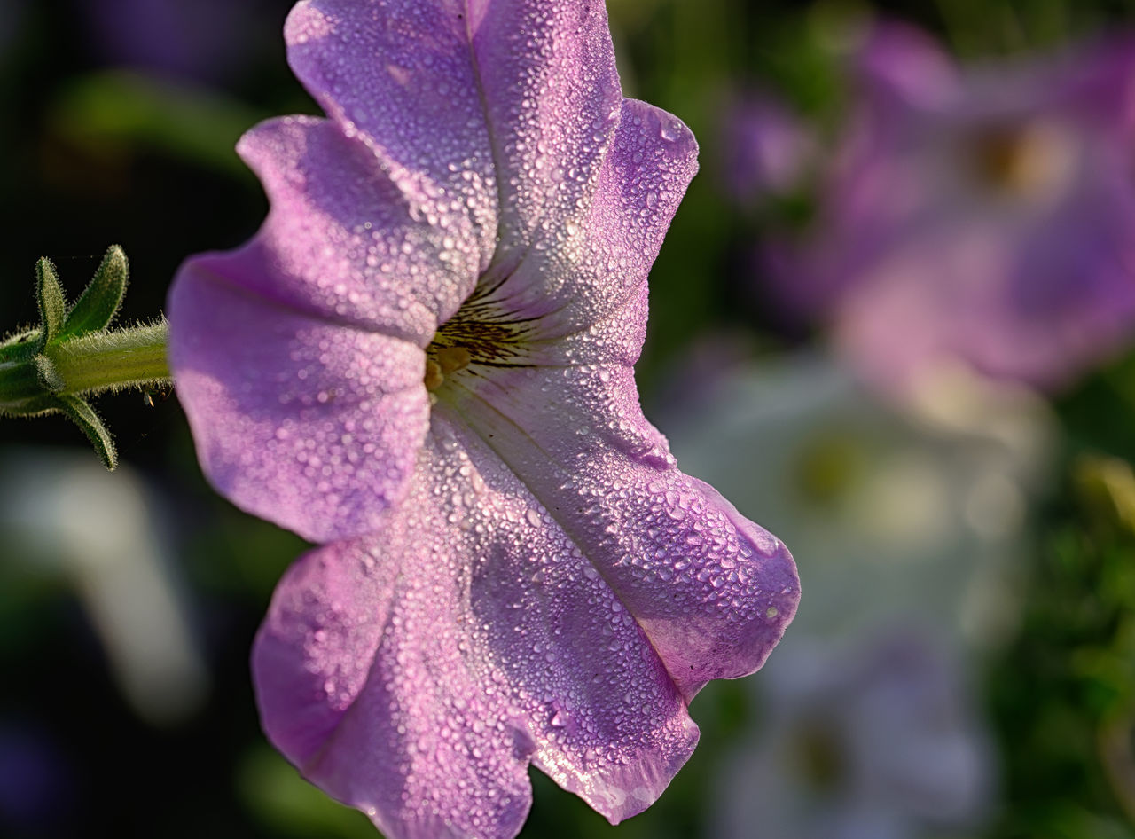 CLOSE-UP OF PURPLE FLOWER ON PLANT