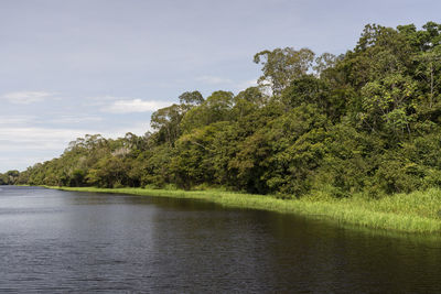 Typical amazon rainforest and river landscape near negro river