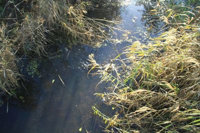 Reflection of trees in water