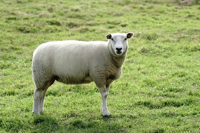 Portrait of sheep standing in a field