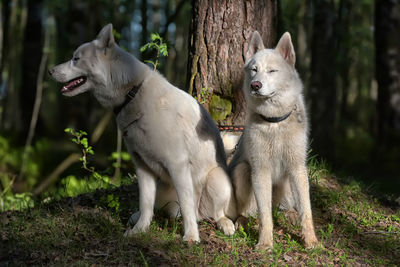 View of dogs on field