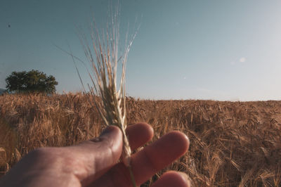 Midsection of person holding wheat on field against sky