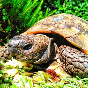 Close-up of tortoise