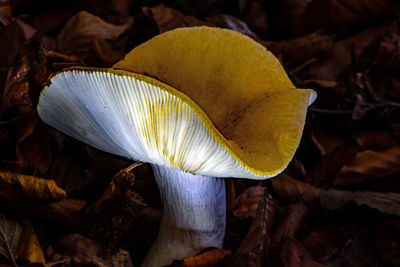 Close-up of yellow mushroom growing on field