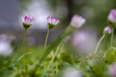 Close-up of purple crocus flowers on field