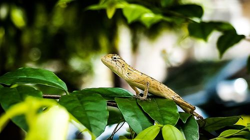 Close-up of a lizard on tree