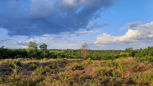 Plants growing on land against sky