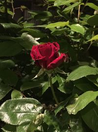 Close-up of red rose blooming outdoors