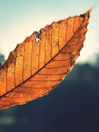 Close-up of autumn leaf against sky