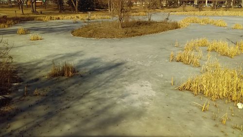 High angle view of trees on snow