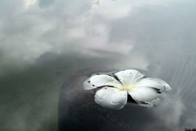 Close-up of white flowering plant