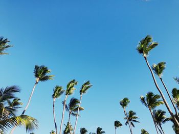 Low angle view of coconut palm trees against clear blue sky