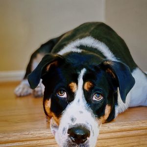 Close-up portrait of dog relaxing on floor at home