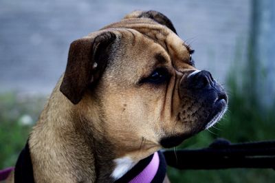 Close-up of donna looking away