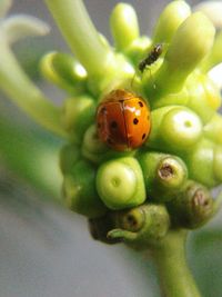 ladybug