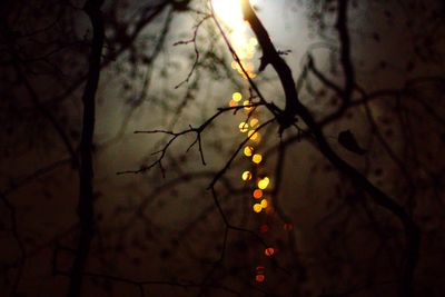 Low angle view of bare tree against sky