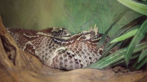 Close-up of a lizard