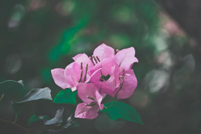 Close-up of pink flower