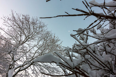 Low angle view of bare tree against clear sky