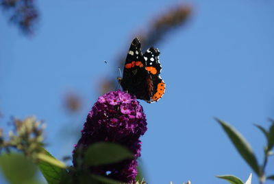 Low angle view of butterfly on purple flowers