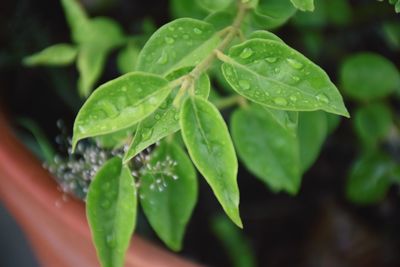 Close-up of raindrops on leaves