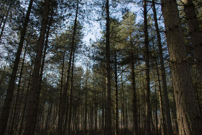 Low angle view of trees in forest