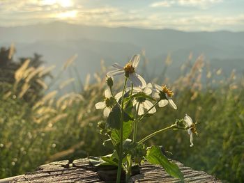 Close-up of flowering plant on land against sky